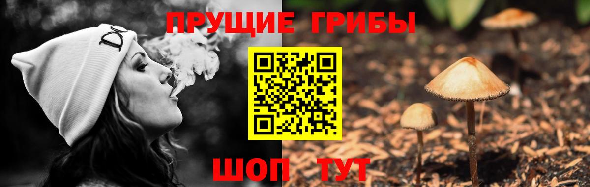 Псилоцибиновые грибы Psilocybe Алексеевка